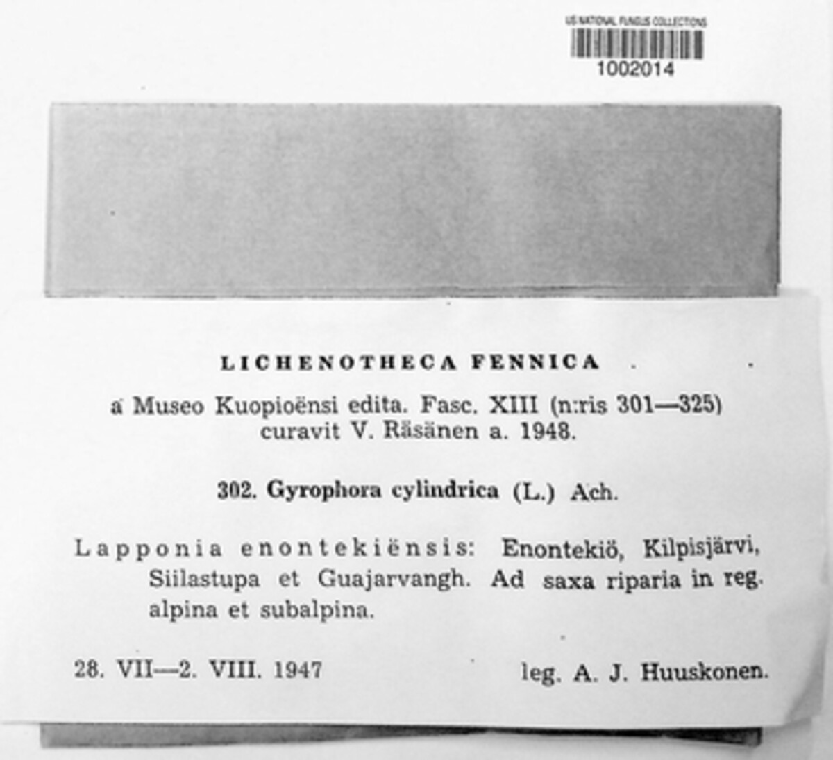 Umbilicaria cylindrica image